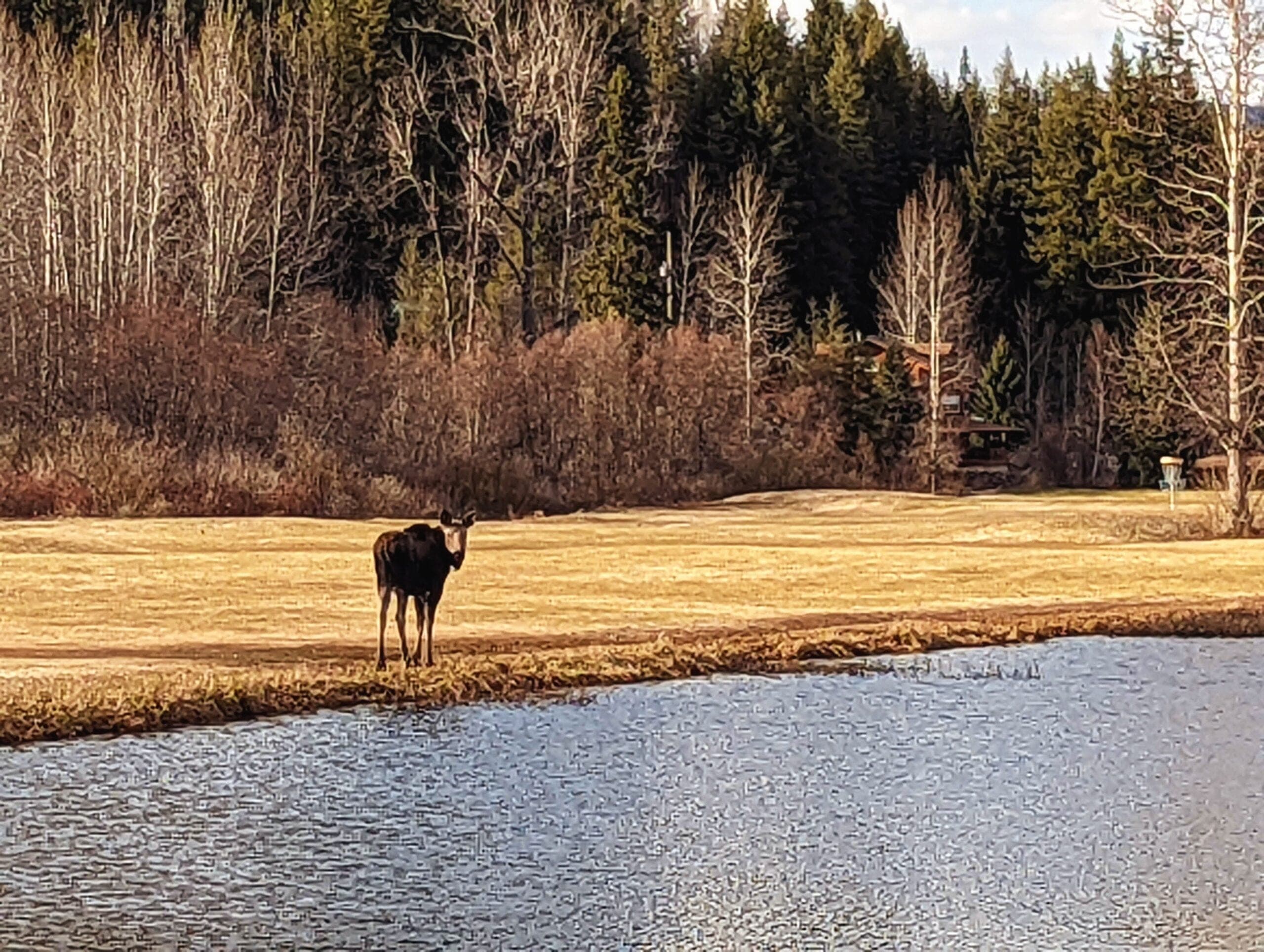 Moose at lake